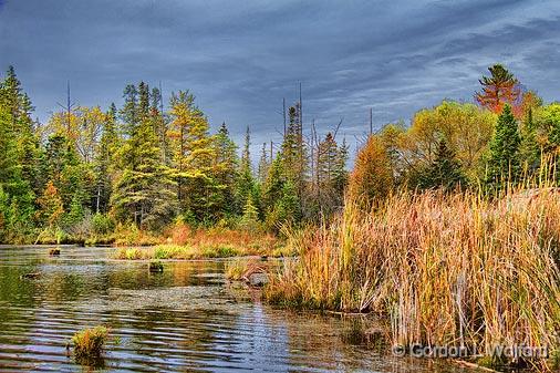 Kennedy Bay Marsh_17221.jpg - Photographed near Lindsay, Ontario, Canada.